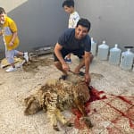 جزار بالرياض ذبح وسلاخ اضاحي قصاب