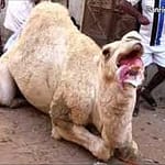 قصاب وجزار بجدة بالمنزل (2)