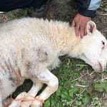 قصاب وجزار بجدة بالمنزل (3)