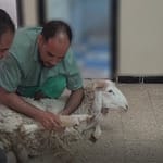 قصاب بالمكنزل